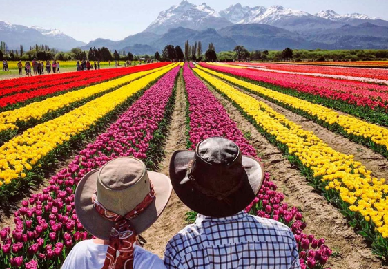ESQUEL, CAMPO DE TULIPANES